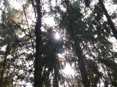 Die Sonne, wie sie durch Baumwipfel einiger Kiefern im Wald scheint.